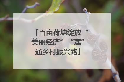 百亩荷塘绽放“美丽经济”“莲”通乡村振兴路