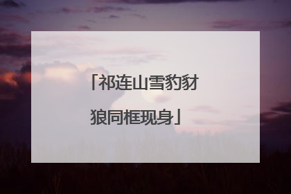 祁连山雪豹豺狼同框现身