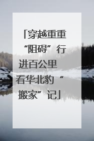 穿越重重“阻碍”行进百公里 看华北豹“搬家”记