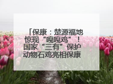 保康：楚源福地惊现“嘎嘎鸡”！国家“三有”保护动物石鸡亮相保康沿河公园