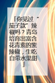 你见过“茄子款”辣椒吗？青岛培育出富含花青素的紫辣椒，生吃自带水果甜