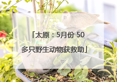 太原：5月份 50多只野生动物获救助