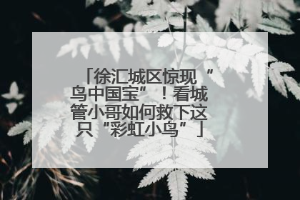 徐汇城区惊现“鸟中国宝”！看城管小哥如何救下这只“彩虹小鸟”