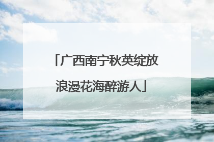 广西南宁秋英绽放 浪漫花海醉游人
