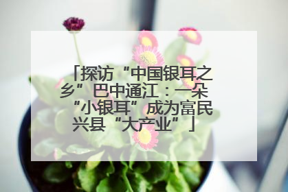 探访“中国银耳之乡”巴中通江：一朵“小银耳”成为富民兴县“大产业”
