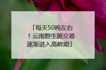 每天50吨左右！云南野生菌交易逐渐进入高峰期