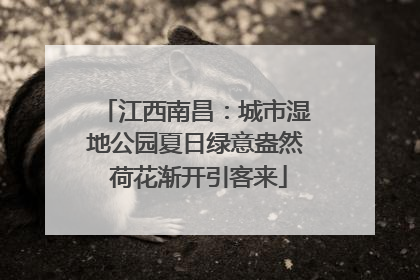 江西南昌：城市湿地公园夏日绿意盎然 荷花渐开引客来