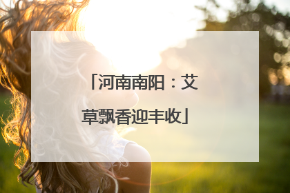 河南南阳：艾草飘香迎丰收