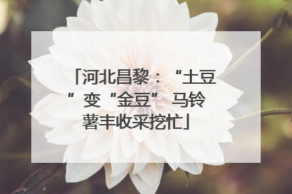 河北昌黎：“土豆”变“金豆” 马铃薯丰收采挖忙