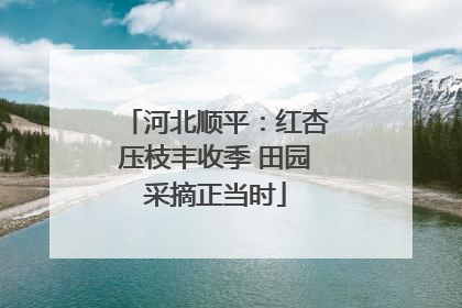河北顺平：红杏压枝丰收季 田园采摘正当时