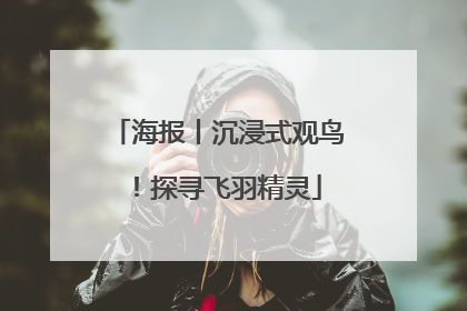 海报丨沉浸式观鸟！探寻飞羽精灵