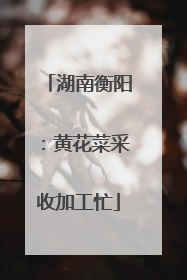 湖南衡阳：黄花菜采收加工忙