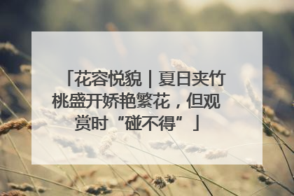 花容悦貌｜夏日夹竹桃盛开娇艳繁花，但观赏时“碰不得”