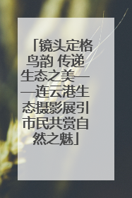 镜头定格鸟韵 传递生态之美——连云港生态摄影展引市民共赏自然之魅