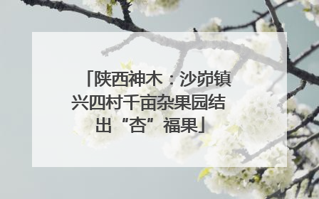 陕西神木：沙峁镇兴四村千亩杂果园结出“杏”福果