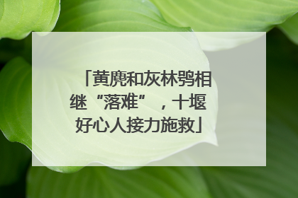 黄麂和灰林鸮相继“落难”，十堰好心人接力施救