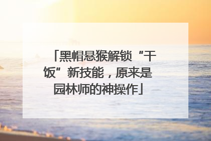 黑帽悬猴解锁“干饭”新技能，原来是园林师的神操作